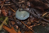 Stropharia caerulea image