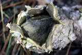 Scleroderma polyrhizum image