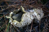 Scleroderma polyrhizum image