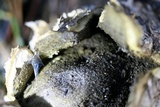 Scleroderma polyrhizum image