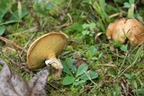 Suillus cothurnatus image