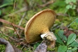 Suillus cothurnatus image