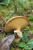 Suillus cothurnatus image