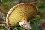 Suillus cothurnatus image