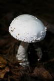 Amanita cokeri image