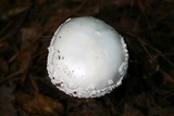 Amanita cokeri image