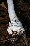 Amanita cokeri image