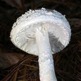 Amanita cokeri image