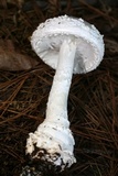 Amanita cokeri image