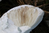 Amanita cokeri image