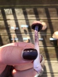 Laccaria amethystina image