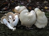 Hypsizygus marmoreus image