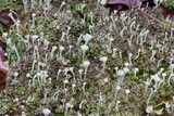 Cladonia grayi image