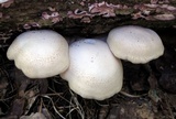 Hypsizygus marmoreus image