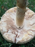 Amanita manicata image