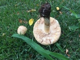 Amanita manicata image