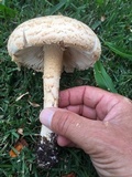Amanita manicata image