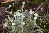 Cladonia grayi image