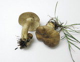 Lyophyllum decastes image