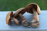 Cortinarius armillatus image