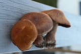 Cortinarius armillatus image
