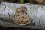 Fomes excavatus image