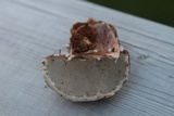 Fomes excavatus image
