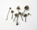 Mycena leptocephala image
