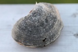 Fomes excavatus image