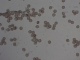 Trichia decipiens image