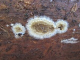 Coniophora puteana image