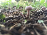 Lepista sordida image