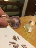 Lepista sordida image