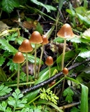 Psathyrella corrugis image