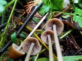 Psathyrella corrugis image
