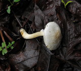 Agaricus semotus image