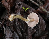 Agaricus semotus image