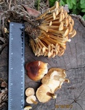 Flammulina fennae image