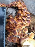 Flammulina fennae image