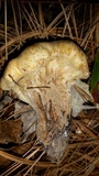 Hypomyces succineus image