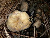 Hypomyces succineus image