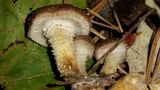 Hypomyces succineus image