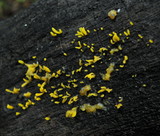 Calocera cornea image
