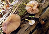 Pluteus romellii image