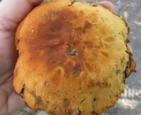 Gymnopilus luteus image