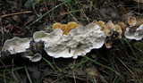 Byssomerulius corium image