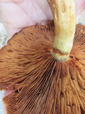 Gymnopilus luteus image