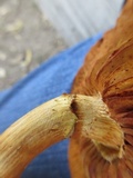 Gymnopilus luteus image