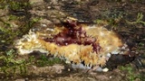 Mycoacia uda image