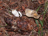 Strobilurus trullisatus image